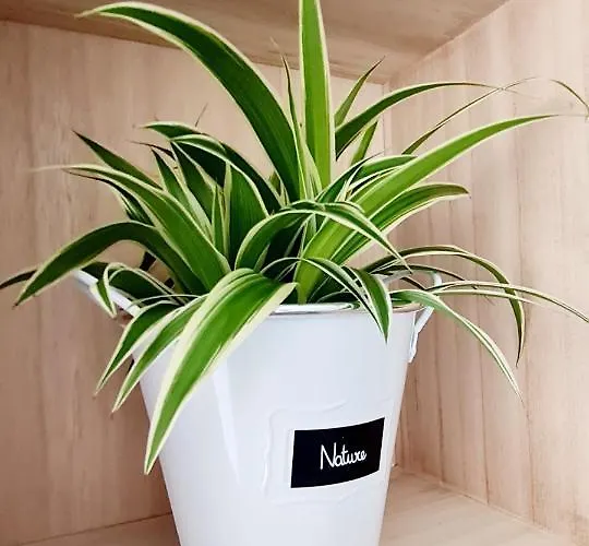 Larisa Apartmán Kluž